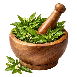 Hairshampoo-ingredient-bhringaTaila